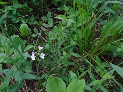 Cardamine pratensis, photographed by Thomas Koffel