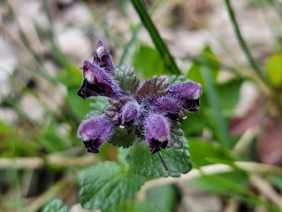 Bartsia alpina, photographed by Elias
