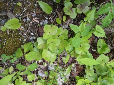 Hepatica americana, photographed by Mirko Schoenitz
