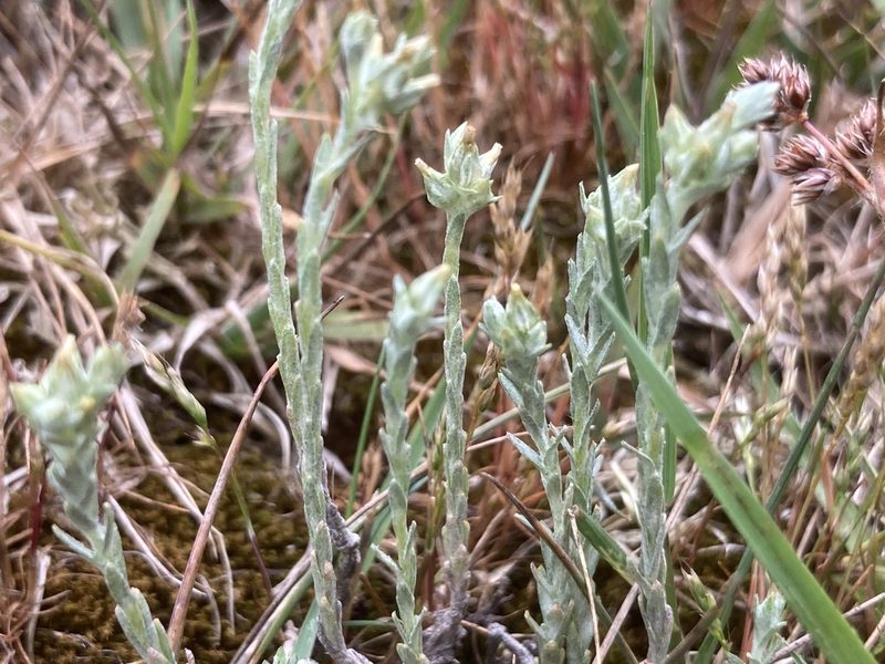 Logfia minima, photographed by Andre Hosper
