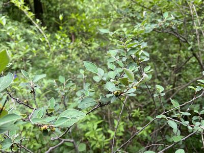 Cotoneaster integerrimus, photographed by Pavel Kacl