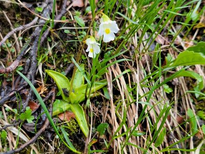 Pinguicula alpina, photographed by Elias