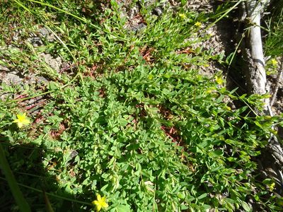 Hypericum humifusum, photographed by Thomas Koffel