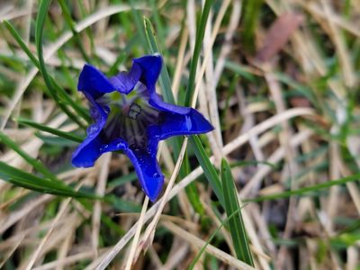 Gentiana clusii, photographed by Elias