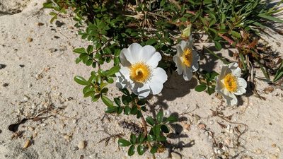 Rosa bracteata