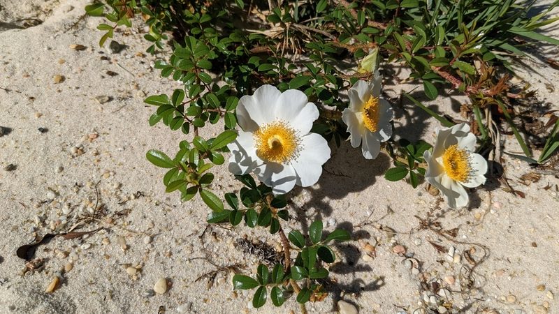 Rosa bracteata, photographed by Joseph Aubert