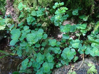 Chrysosplenium oppositifolium, photographed by Thomas Koffel