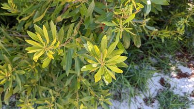 Myrica cerifera, photographed by Joseph Aubert