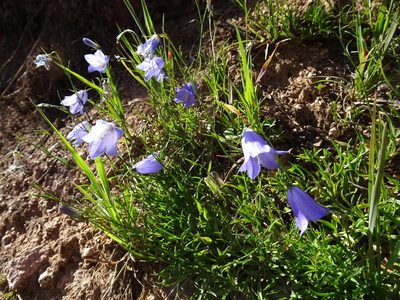 Campanula rotundifolia, photographed by Thomas Koffel