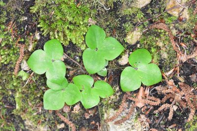 Hepatica nobilis, photographed by Thorsten Hackbarth