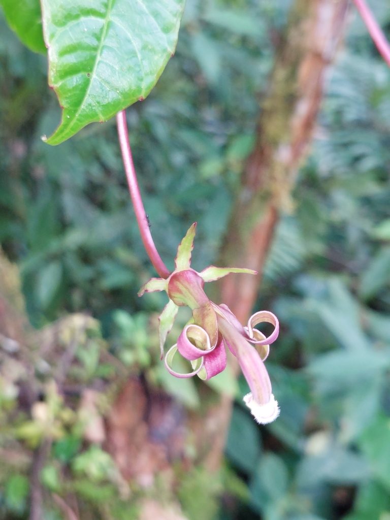 Burmeistera succulenta, photographed by Daniel Mesa