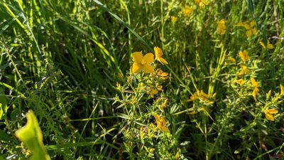 Rhexia lutea, photographed by Joseph Aubert