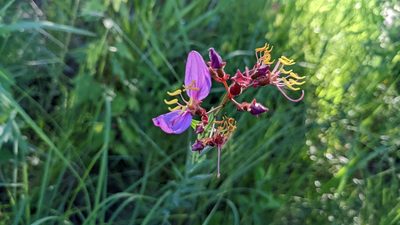 Rhexia alifanus, photographed by Joseph Aubert