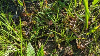 Sarracenia psittacina, photographed by Joseph Aubert