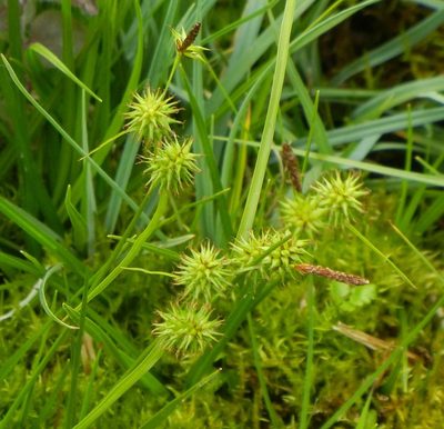 Carex lepidocarpa, photographed by Jon Mortin