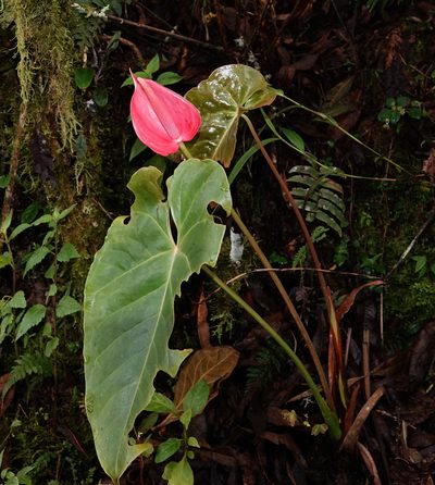 Anthurium andraeanum, photographed by desertnaturalist