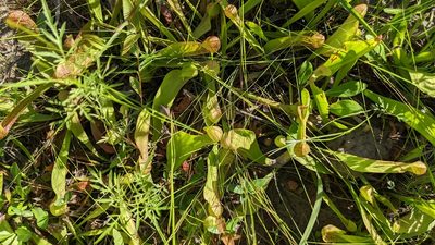 Sarracenia psittacina, photographed by Joseph Aubert