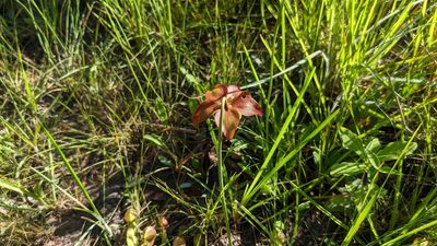 Sarracenia psittacina, photographed by Joseph Aubert