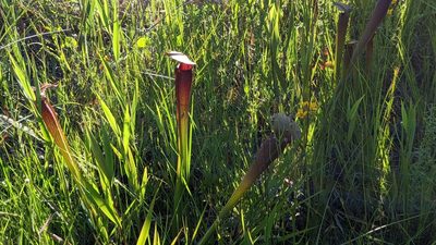 Sarracenia alata, photographed by Joseph Aubert