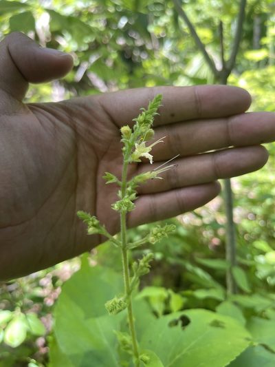Collinsonia anisata, photographed by Brandon Corder