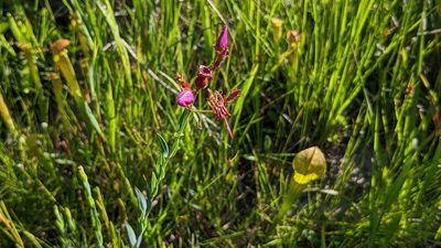 Rhexia alifanus, photographed by Joseph Aubert