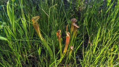 Sarracenia alata, photographed by Joseph Aubert