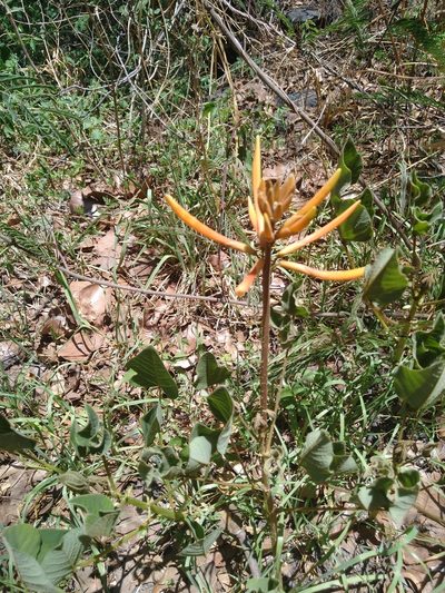 Erythrina leptorhiza, photographed by Jordi Martínez Martínez