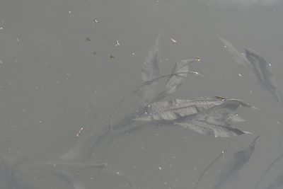 Potamogeton lucens, photographed by Марина Садыкова