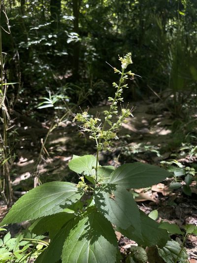 Collinsonia anisata, photographed by Brandon Corder