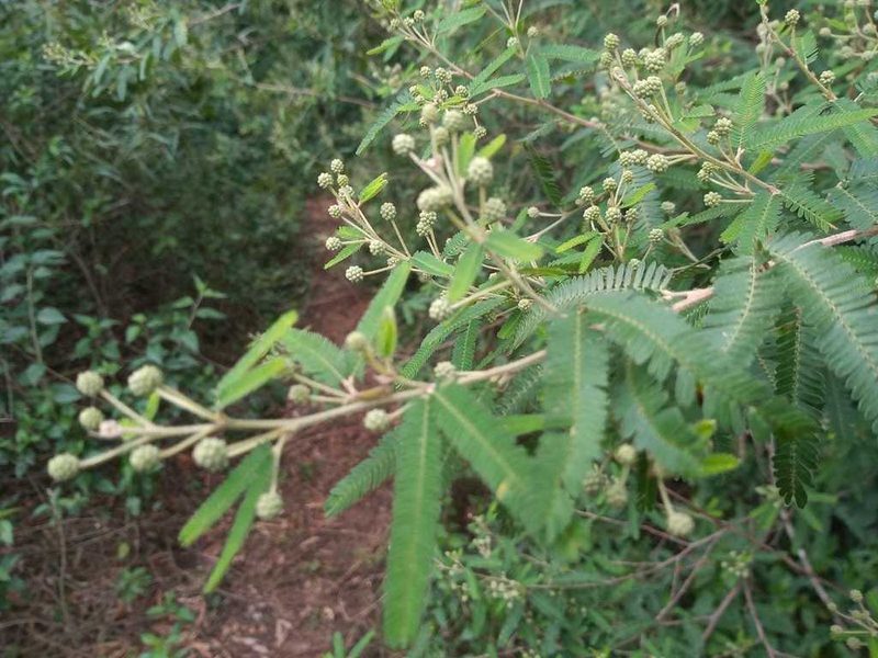 Mimosa pilulifera, photographed by Gustavo Puente