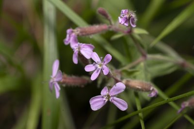 Saponaria ocymoides, photographed by Eleftherios Katsillis