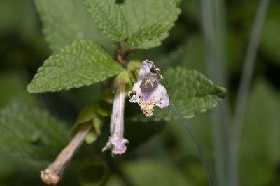 Melittis melissophyllum, photographed by Eleftherios Katsillis