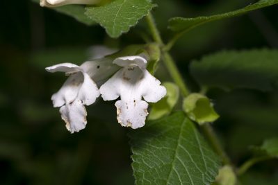 Melittis melissophyllum, photographed by Eleftherios Katsillis