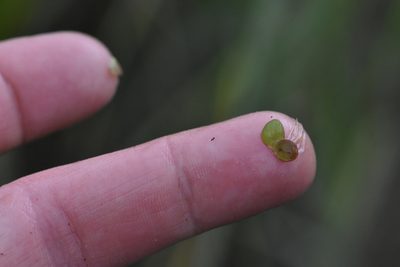 Spirodela polyrhiza, photographed by Марина Садыкова