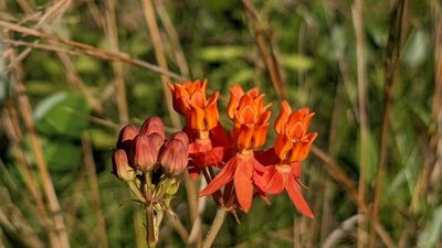 Asclepias lanceolata, photographed by Joseph Aubert
