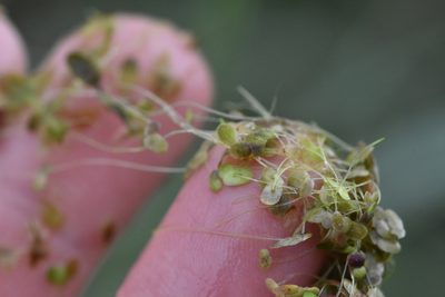 Lemna turionifera, photographed by Марина Садыкова