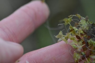 Lemna trisulca, photographed by Марина Садыкова