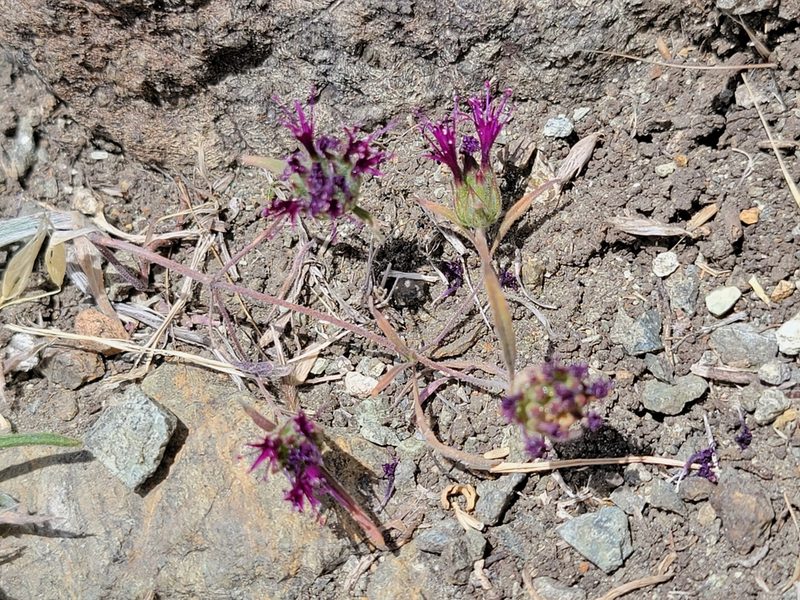 Monardella douglasii, photographed by Theo Summer
