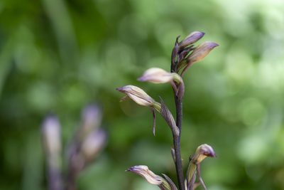 Limodorum abortivum, photographed by Eleftherios Katsillis