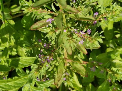 Lythrum hyssopifolia, photographed by Mary K. Hanson