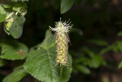 Phyteuma spicatum, photographed by Eleftherios Katsillis
