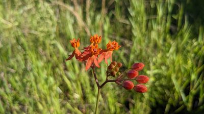 Asclepias lanceolata, photographed by Joseph Aubert