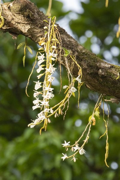 Dendrobium polyanthum, photographed by Kristof Zyskowski