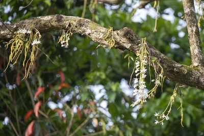Dendrobium polyanthum, photographed by Kristof Zyskowski