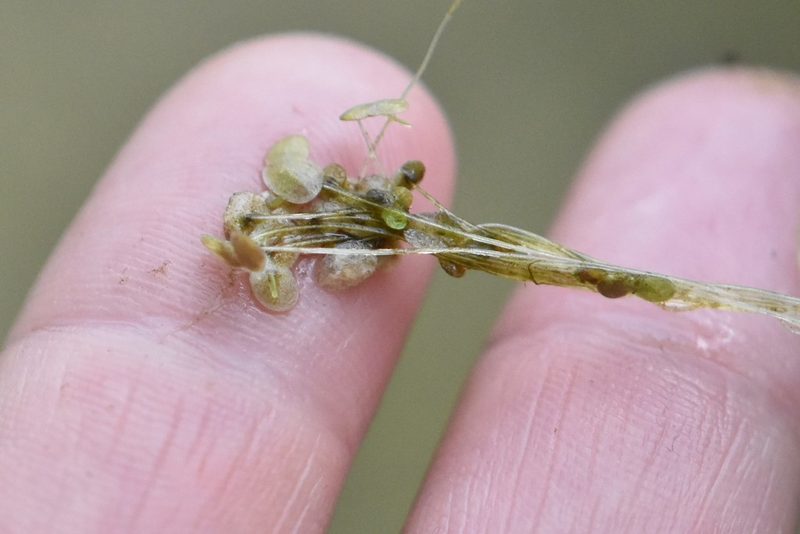 Lemna turionifera, photographed by Марина Садыкова