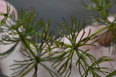 Ceratophyllum demersum, photographed by Марина Садыкова