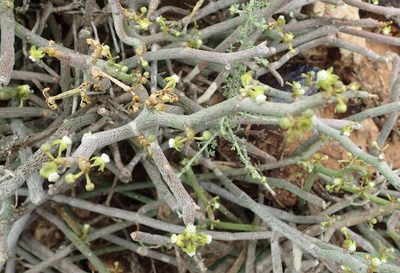 Cynanchum gerrardii, photographed by Nicola van Berkel