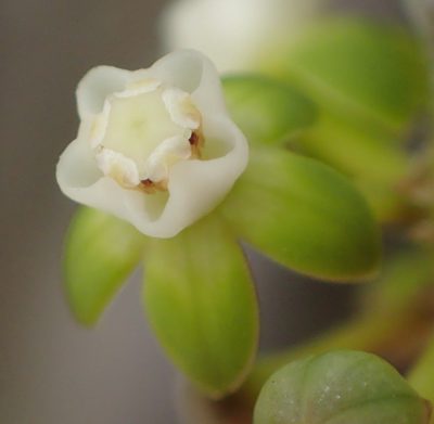 Cynanchum gerrardii, photographed by Nicola van Berkel