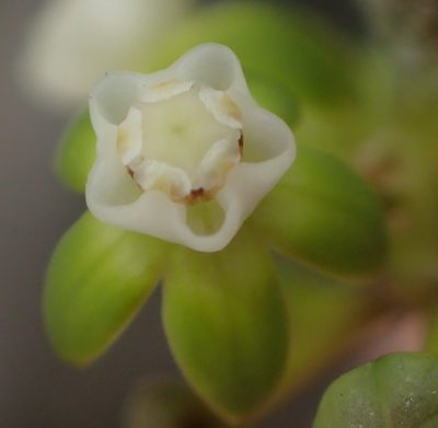Cynanchum gerrardii, photographed by Nicola van Berkel
