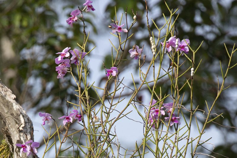 Papilionanthe teres, photographed by Kristof Zyskowski